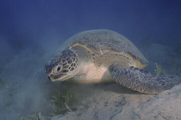 Obraz premium Green turtle (Chelonia mydas) eating seaweed, stirring up sand, Marsa Shona reef dive site, Egypt, Red Sea, Africa