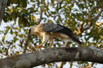 Harpy Eagle (Harpia harpyia), juvenile, 15 months, perched on a branch, Amazon, Brazil, South America