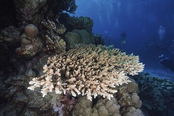 Staghorn coral (Acropora), diver in the background, Small Abu Reef dive site, Fury Shoals, Red Sea, Egypt, Africa