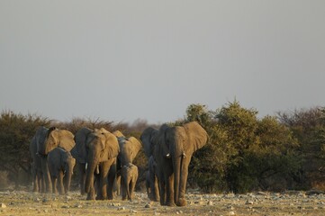 African elephant (Loxodonta africana), breeding herd rushing towards waterhole, evening light,...