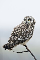Short-eared owl (Asio flammeus), East Frisia, Lower Saxony, Germany, Europe