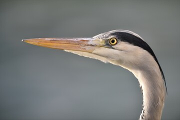 Grey Heron (Ardea cinerea), portrait, Baden-Württemberg, Germany, Europe