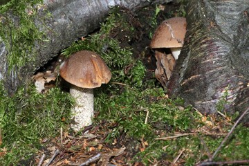 Fototapeta premium Birch Bolete (Leccinum scabrum) at the roots of a birch tree, Allgaeu, Bavaria, Germany, Europe