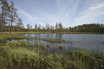 Lake with Bog-bean or Buckbean (Menyanthes trifoliata), Sweden, Europe