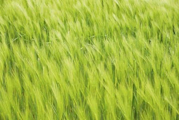 Grain field, green unripe barley (Hordeum vulgare), North Rhine-Westphalia, Germany, Europe