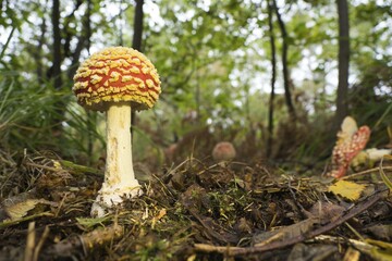 Fly agaric (Amanita muscaria) on forest soil, Hesse, Germany, Europe
