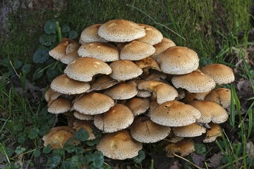 Shaggy scalycap (Pholiota squarrosa), Schleswig-Holstein, Germany, Europe
