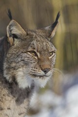Eurasian lynx (Lynx lynx), portrait, captive, North Rhine-Westphalia, Germany, Europe