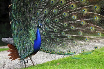 Obraz premium Peafowl (Pavo cristatus), courtshiping cock, Germany, Europe