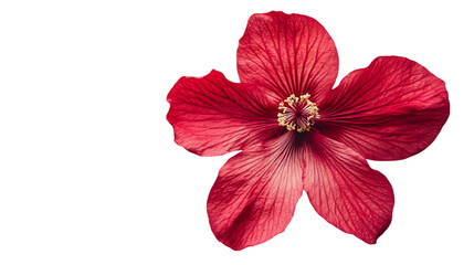 Closeup of a Deep Red Hibiscus Flower on Black Background