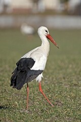 White stork (Ciconia ciconia) runs in a meadow, Germany, Europe