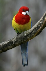 Eastern rosella (Platycercus eximius), sits on branch, captive, Germany, Europe