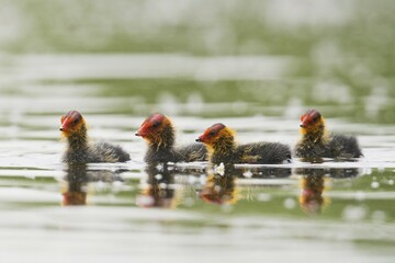 Eurasian coots (Fulica atra), young animals in the water, Emsland, Lower Saxony, Germany, Europe