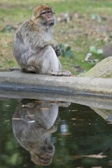 Barbary macaque (Macaca sylvanus) sitting by water, Naturzoo Rheine, North Rhine-Westphalia, Germany, Europe