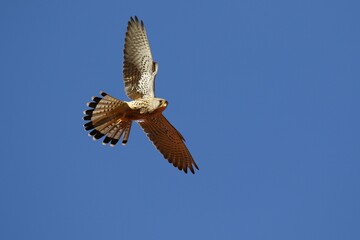 Common Common Kestrel (Falco tinnunculus) gliding, blue sky, Schleswig-Holstein, Germany, Europe