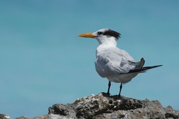Royal Tern (Sterna maxima) stands on rock, Cayo Santa Maria, Cuba, Central America