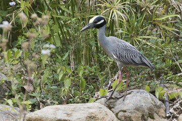 Yellow-crowned night heron (Nyctanassa violacea) stands on stone, Parque Guanayara, Cuba, Central...