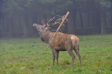 Red Deer (Cervus elaphus), stag in autumn with a branch stuck to its antlers, captive, Baden-Württemberg, Germany, Europe
