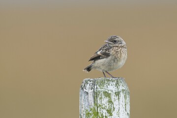 European stonechat (Saxicola rubicola), young animal, sits on a pole, Emsland, Lower Saxony,...