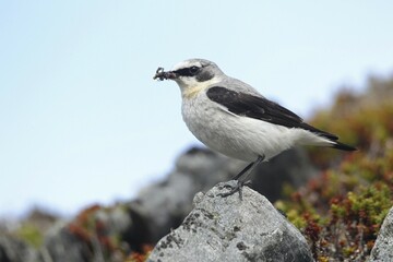 Northern wheatear (Oenanthe oenanthe), male with food, tundra, Lapland, Norway, Europe