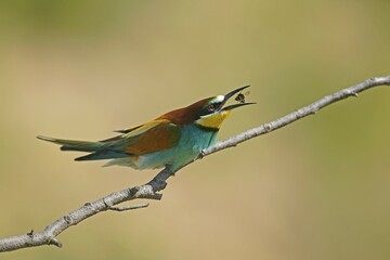 Bee-eater (Merops apiaster) sits on branch and catches prey, Rhineland-Palatinate, Germany, Europe