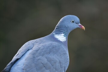 Wood Pigeon (Columba palumbus), Emsland, Lower Saxony, Germany, Europe