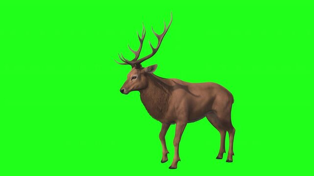 Stag or deer on green screen seamless loop animation. 3d rendering with alpha channel.