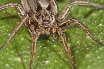 Alopecosa striatipes (Alopecosa striatipes), Portrait, Baden-Württemberg, Germany, Europe