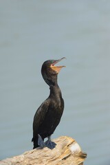 Neotropical Cormorant (Phalacrocorax brasilianus), Pantanal, Mato Grosso, Brazil, South America