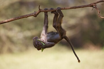 Anubis or olive baboon (Papio anubis), juvenile hanging upside down in tree, Lake Manyara National Park, Tanzania, Africa