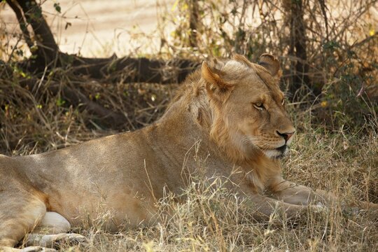 African lion (Panthera leo), young male resting in shade in midday heat, Serengeti National Park, Tanzania, Africa - Powered by Adobe