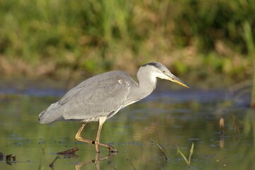 Grey heron (Ardea cinerea) runs in the water, hunting, Middle Elbe Biosphere Reserve,...