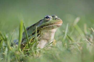 Green frog (Rana esculenta), sits in the grass, Lower Saxony, Germany, Europe