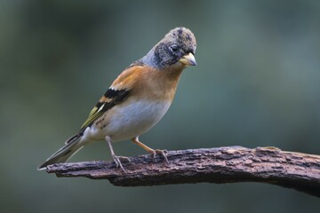 Brambling (Fringilla montifringilla), male, sitting on branch, Emsland, Lower Saxony, Germany, Europe