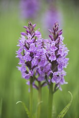 Spotted Orchid or Heath Spotted Orchid (Dactylorhiza maculata), Emsland, Lower Saxony, Germany, Europe