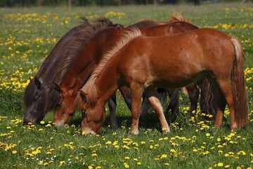 Three grazing Icelandic horses (Equus islandicus), on a flowering meadow, Schleswig-Holstein,...