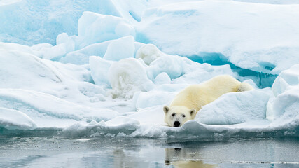 Male polar bear (Ursus maritimus) on ice