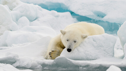 Naklejka premium Male polar bear (Ursus maritimus) on ice