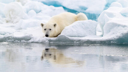 Male polar bear (Ursus maritimus) on ice
