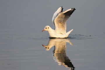 Black-headed gull (Larus ridibundus) in water with outspread wings, Schleswig-Holstein, Germany, Europe