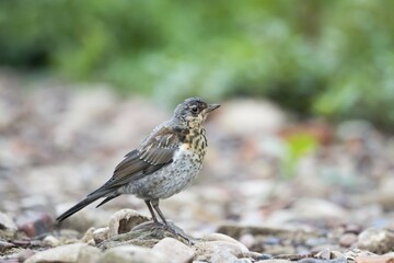 Song Thrush (Turdus philomelos) in dry creek bed, Hesse, Germany, Europe