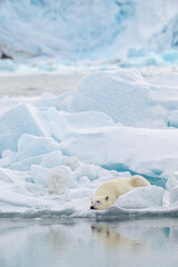 Male polar bear (Ursus maritimus) on ice