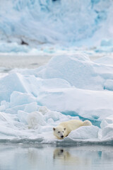 Male polar bear (Ursus maritimus) on ice