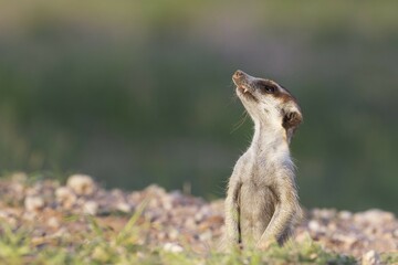 Suricate (Suricata suricatta), guard on the lookout at burrow, rainy season with green surroundings, Kalahari Desert, Kgalagadi Transfrontier Park, South Africa, Africa