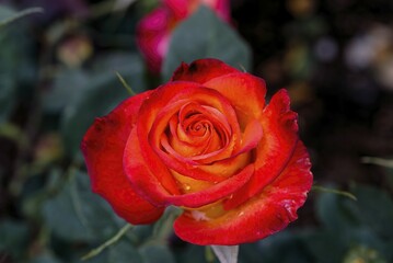 Hokotu rose flower Government Rose Garden Centenary Rose Park in Vijayanagaram at Ooty Udhagamandalam, Nilgiris, Tamil Nadu, South India, India, Asia