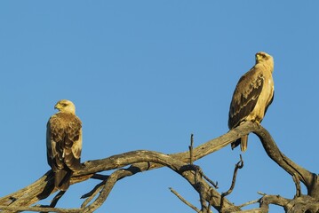 Tawny Eagles (Aquila rapax), pale variety, sitting on perch, Kalahari Desert, Kgalagadi Transfrontier Park, South Africa, Africa
