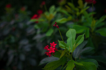 walk in Perdana Botanical Garden, Lush greenery and exotic plants in the Kuala Lumpur Botanical Garden, offering serene escape into nature with vibrant flowers, towering trees, and tranquil paths.