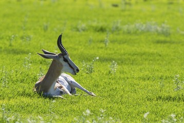 Springbok (Antidorcas marsupialis), resting male, rainy season with green surroundings, Kalahari...