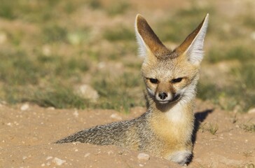 Cape Fox (Vulpes chama), resting at its burrow, portrait, Kalahari Desert, Kgalagadi Transfrontier Park, South Africa, Africa