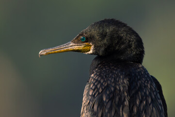 Great Cormorant